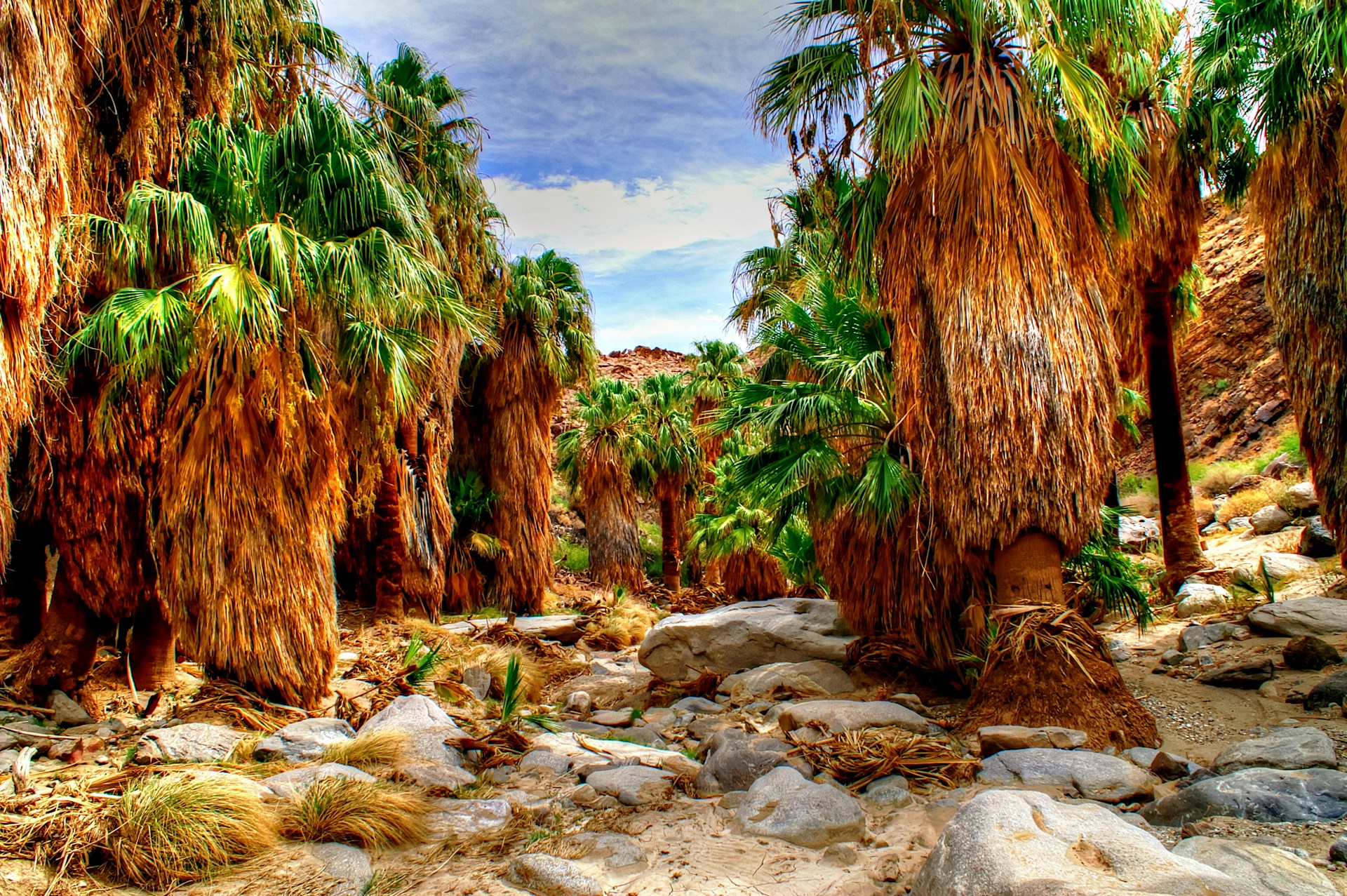 Palm Oasis at Agua Caliente Indian Reservation near Palm Springs